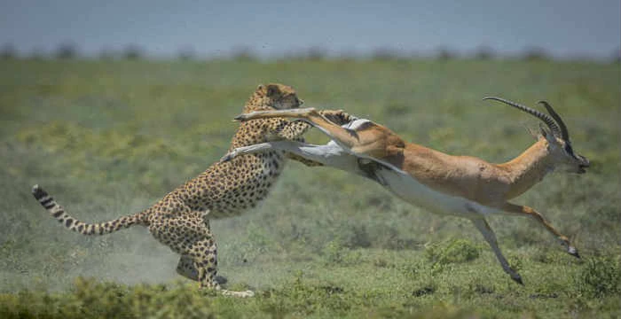 Γαζέλα προσποιείται την νεκρή για να γλυτώσει από ένα τσιταχ και μια ύαινα (βίντεο)